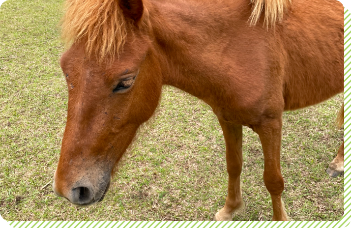 日本在来馬（御崎馬）クッキー