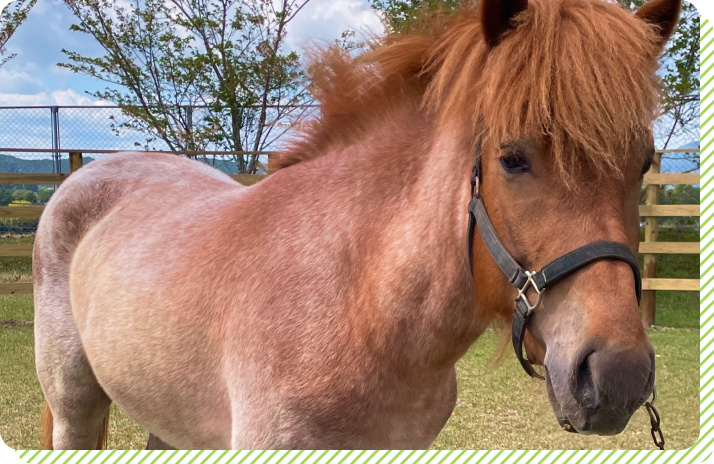 北海道和種×ハフリンガー ゴエモン